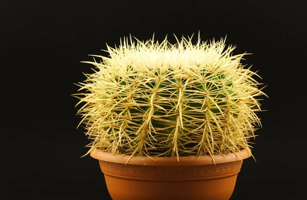 Tropische Plant Cactus Botanische Flora — Stockfoto