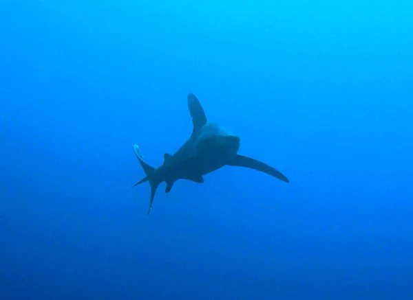 Морська Акула Небезпечний Хижак — стокове фото