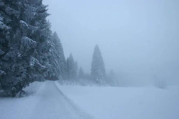 Waldweg Bäume Und Wanderweg — Stockfoto