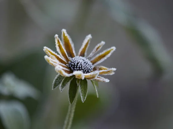 Uitzicht Een Winterse Scène — Stockfoto