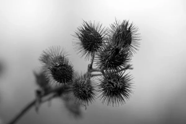 Mooi Botanisch Schot Natuurlijk Behang — Stockfoto