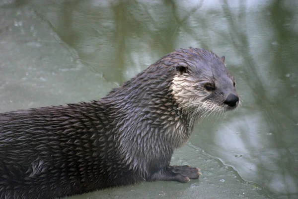 Otter Ice Edge — Foto de Stock