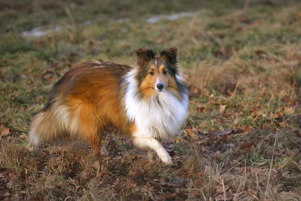 Ritratto Cane Carino — Foto Stock