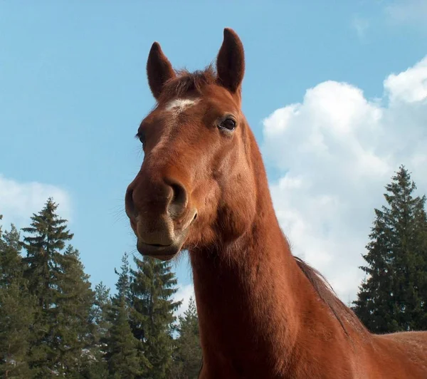 Koně Venku Dne — Stock fotografie