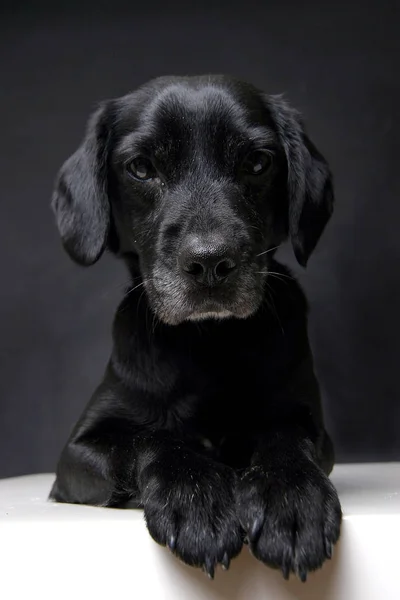 Retrato Lindo Perro —  Fotos de Stock