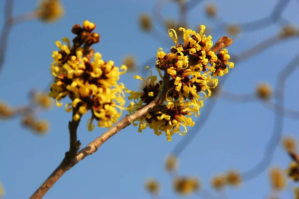 Blühender Baum Natürliche Flora — Stockfoto