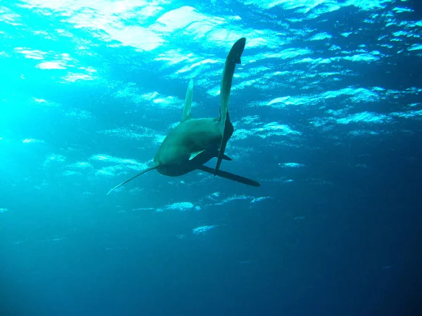 Tubarão Marinho Predador Perigoso — Fotografia de Stock