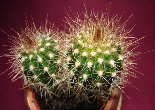 Planta Tropical Cactus Exóticos —  Fotos de Stock