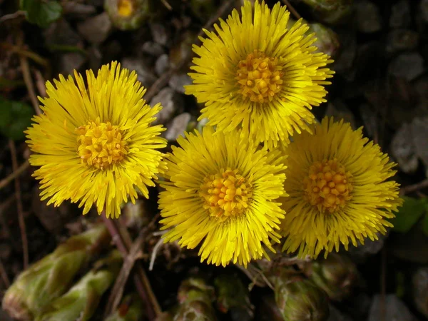 Vacker Botanisk Skott Naturliga Tapeter — Stockfoto