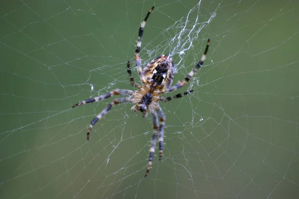 可怕的蜘蛛昆虫 — 图库照片