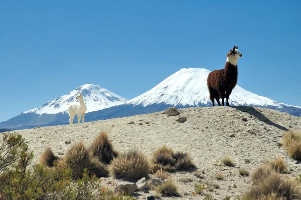 Llama Animal, funny long neck animal