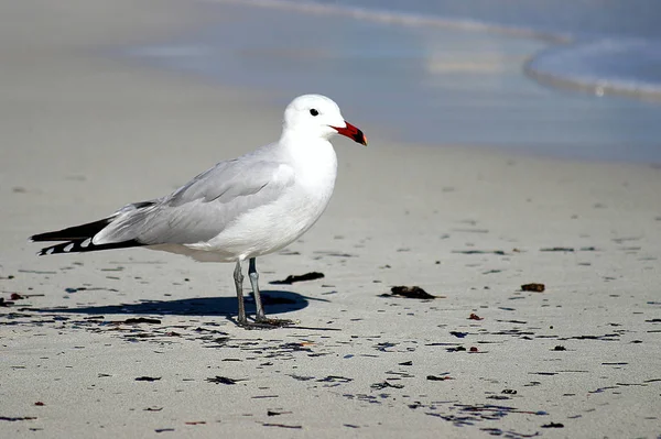 Vacker Utsikt Över Vackra Måsfåglar Naturen — Stockfoto