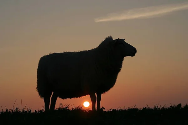 Silhouet Van Een Schaap Een Weide Bij Zonsondergang — Stockfoto