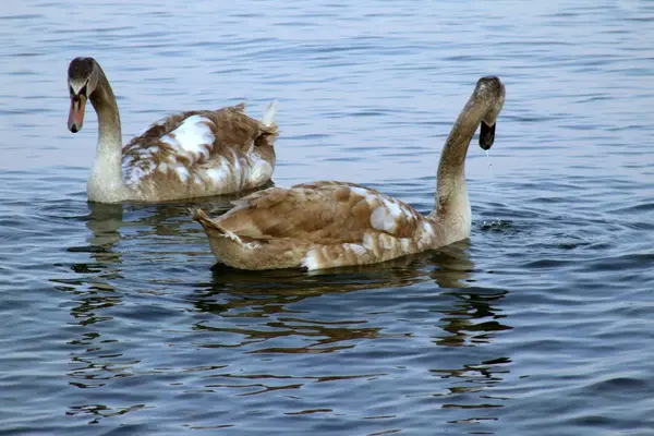 Vista Cênica Cisnes Majestosos Natureza — Fotografia de Stock