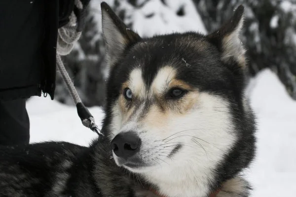 Particolored Bicolor Assim Que Tem Alguns Huskies Siberian Cores Diferentes — Fotografia de Stock