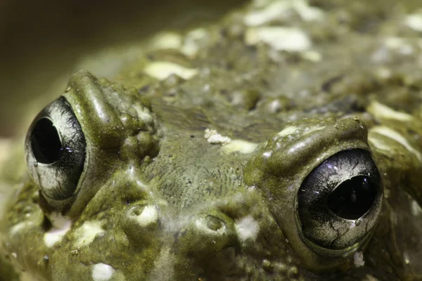 양서류 개구리 — 스톡 사진