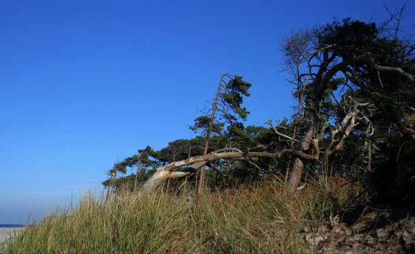 Bella Vista Sulla Natura — Foto Stock