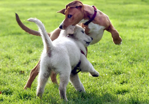 Aggiunto Alla Scuola Cani Recuperare Mongrel Mesi — Foto Stock