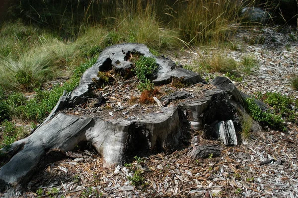 Stor Och Smutsig Gammal Stubbe Skogen — Stockfoto