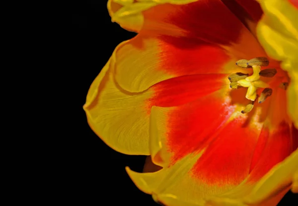 美しい花 花のコンセプトの背景 — ストック写真