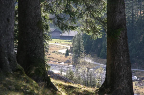 View Trees Vals Alpe Gamperdonatal Nenzinger Himmel October — Stock Photo, Image