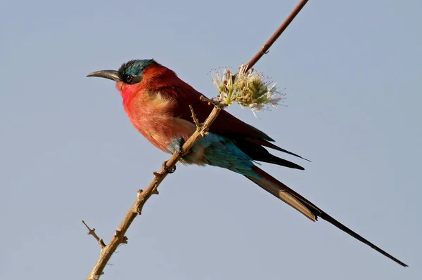 Splendeur Couleur Impressionnante Parmi Les Oiseaux Dans Parc National Chobe — Photo