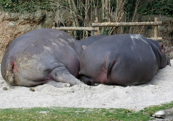 Hippopotamus Emlős Állat Víziló — Stock Fotó