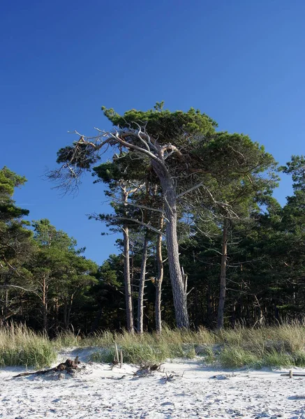 Bella Vista Sulla Natura — Foto Stock