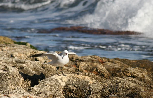 Seagull Tomado Mallorca — Foto de Stock