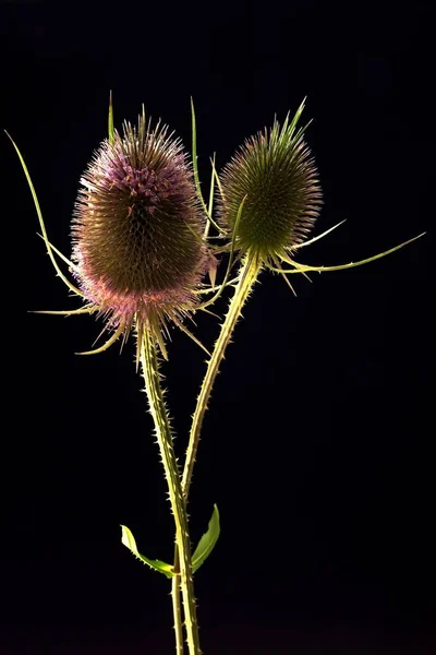 Wildblumen Flora Und Natur — Stockfoto