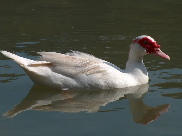 野鳥観察ショット 野生の自然でアヒル — ストック写真