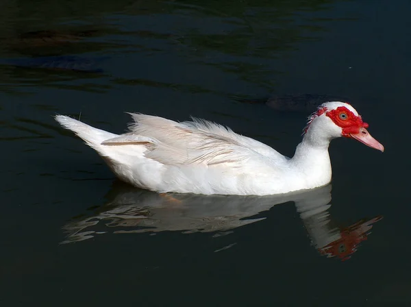 Avistamiento Aves Patos Contra Naturaleza Salvaje —  Fotos de Stock