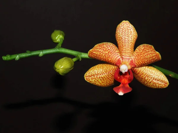Mooie Orchidee Bloemblaadjes Flora — Stockfoto