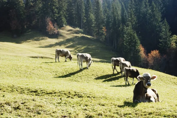 Young Cattle Pasture — Stock Photo, Image