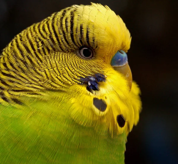 Rocky Budgie Hahn Came Six Months Later Ginger Even Less — Stock Photo, Image