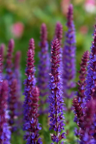 Beautiful Botanical Shot Natural Wallpaper — Stock Photo, Image