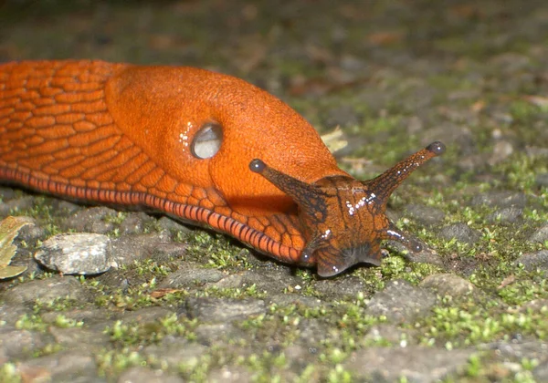 Arion Rufus Rosso Slug — Foto Stock