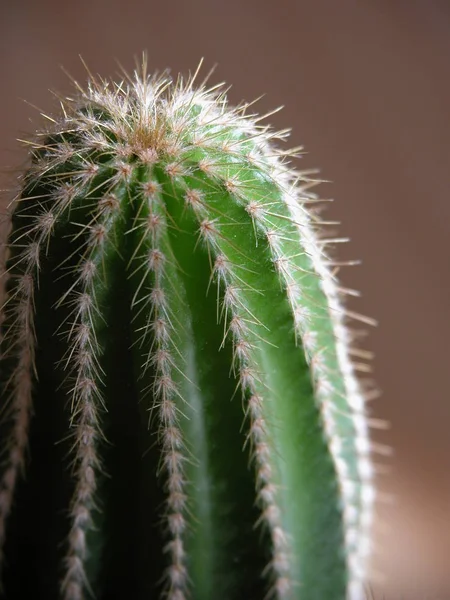 Trópusi Növény Egzotikus Kaktusz — Stock Fotó