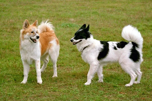 Dwa Psy Bawią Się Trawie — Zdjęcie stockowe