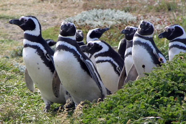Магелланові Пінгвіни Дивитися Вдень — стокове фото