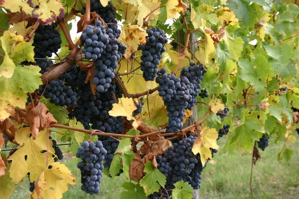 Weinanbau Weinrebe — Stockfoto