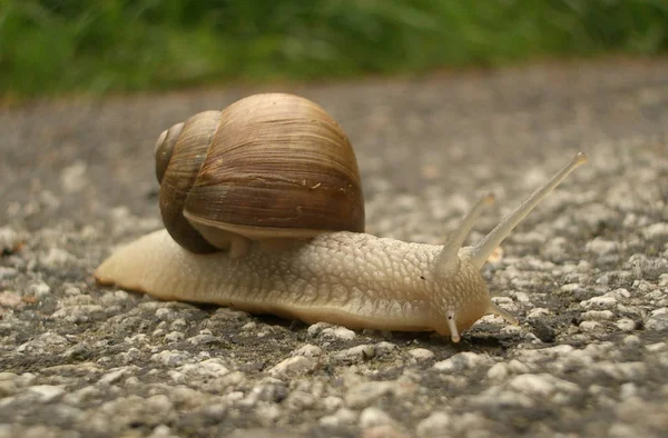 Hélice Mollusque Escargot Coquille — Photo