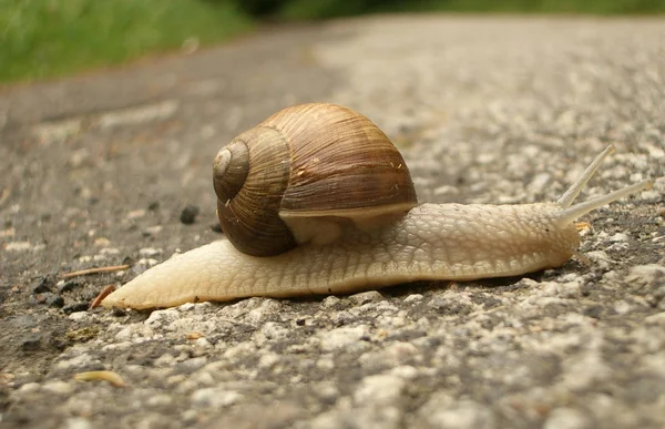 Helix Snail Mollusk Shell Animal — Stock Photo, Image