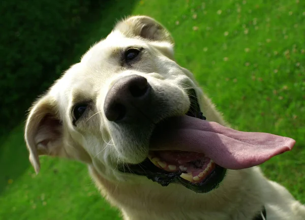 Porträt Eines Süßen Hundes — Stockfoto