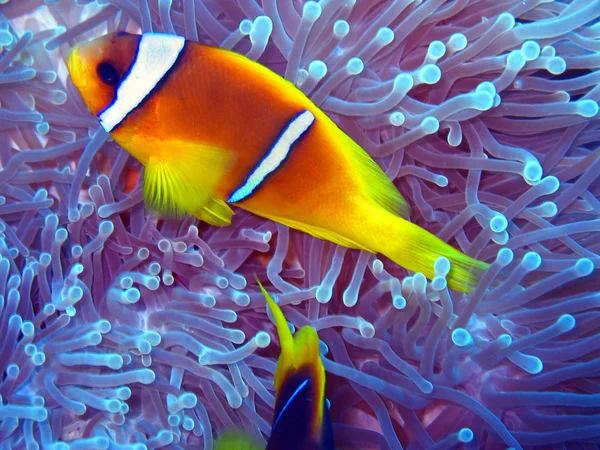 Clown Fish Sea Underwater — стоковое фото