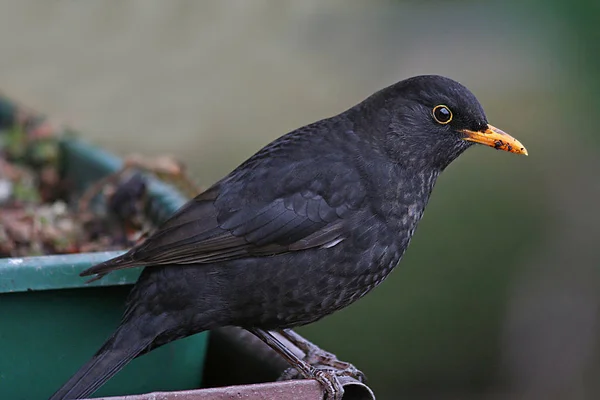 Mirlo Pájaro Cantor Ornitología Fauna — Foto de Stock