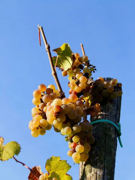 Vigne Vignoble Rural Concept Raisin — Photo