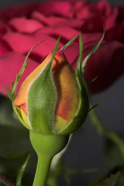 Mini Gülde Sarı Kospen Kırmızı Çiçekler Var Her Iki Çiçek — Stok fotoğraf