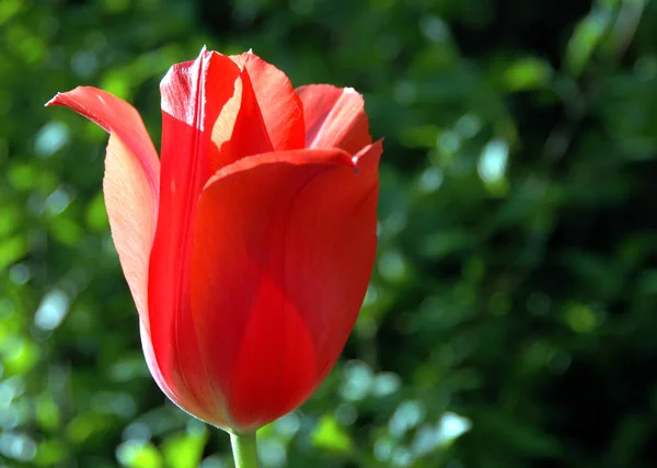 Primavera Flora Folhagem Tulipa Flores Pétalas — Fotografia de Stock