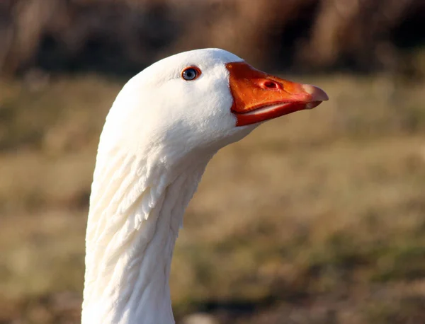 Wild Goose Rhein — Stock Photo, Image